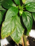 Chilies 008.jpg